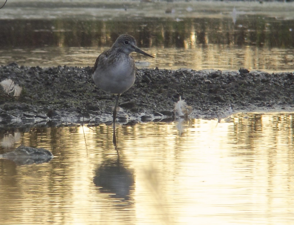 One of the two Greenshank on the Mere early evening (T. Disley)