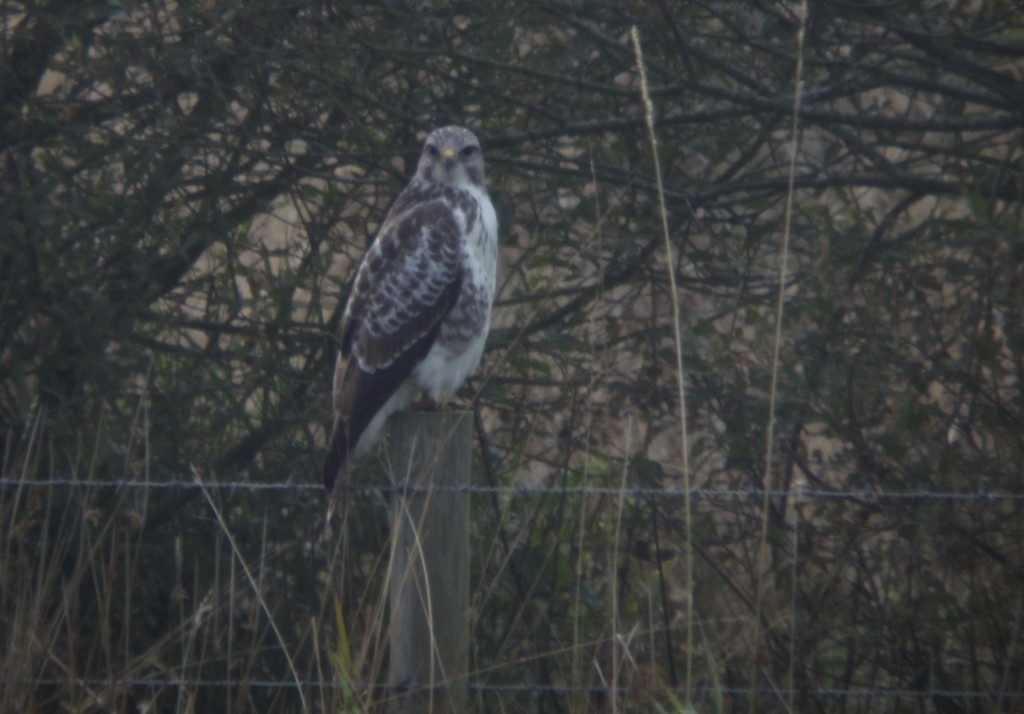 Pale Common Buzzard (T. Disley)