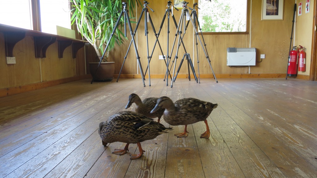 Mallards out shopping (T. Disley)