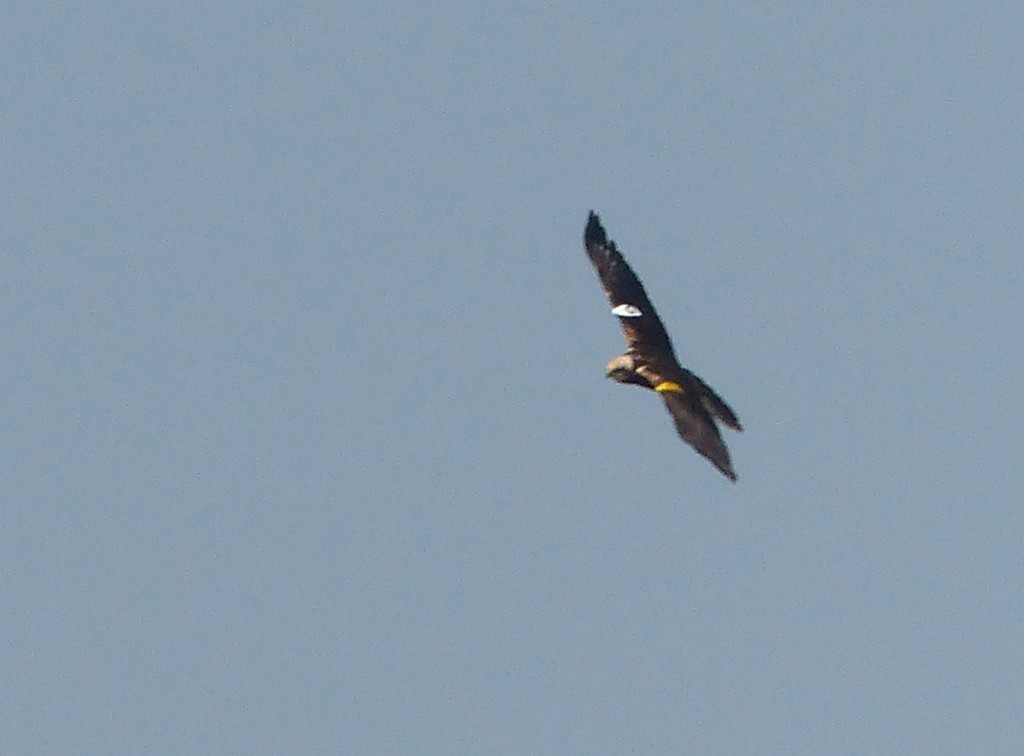 Wing tagged Marsh Harrier (G. Taylor)