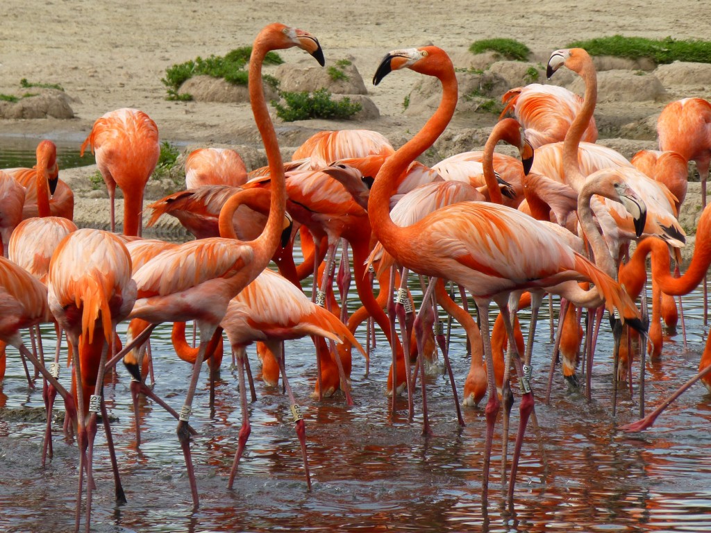 Evening picnic? Foraging Caribbean flamingos mass over the front of their enclosure to hoover up algae and small water bugs. Yum (I suppose...!). 