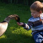 Simon Barker boy feeding nene