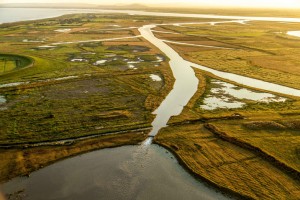 Steart Marshes, WWT's newest reserve acts as a natural flood buffer