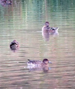 Teal from the Scrape hide