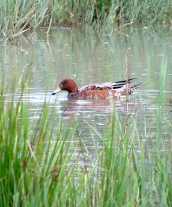 Wigeon from the Lapwing hide