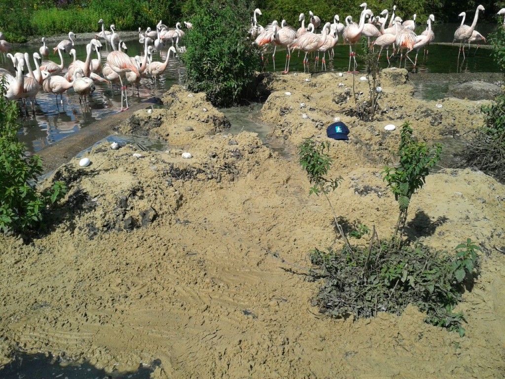 Sand and mud are the flamingos' preferred nesting materials. The cap is optional ;-)