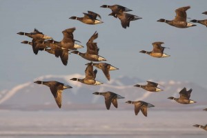 brent geese