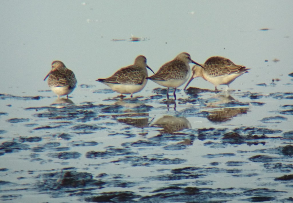 curlew sandpipers