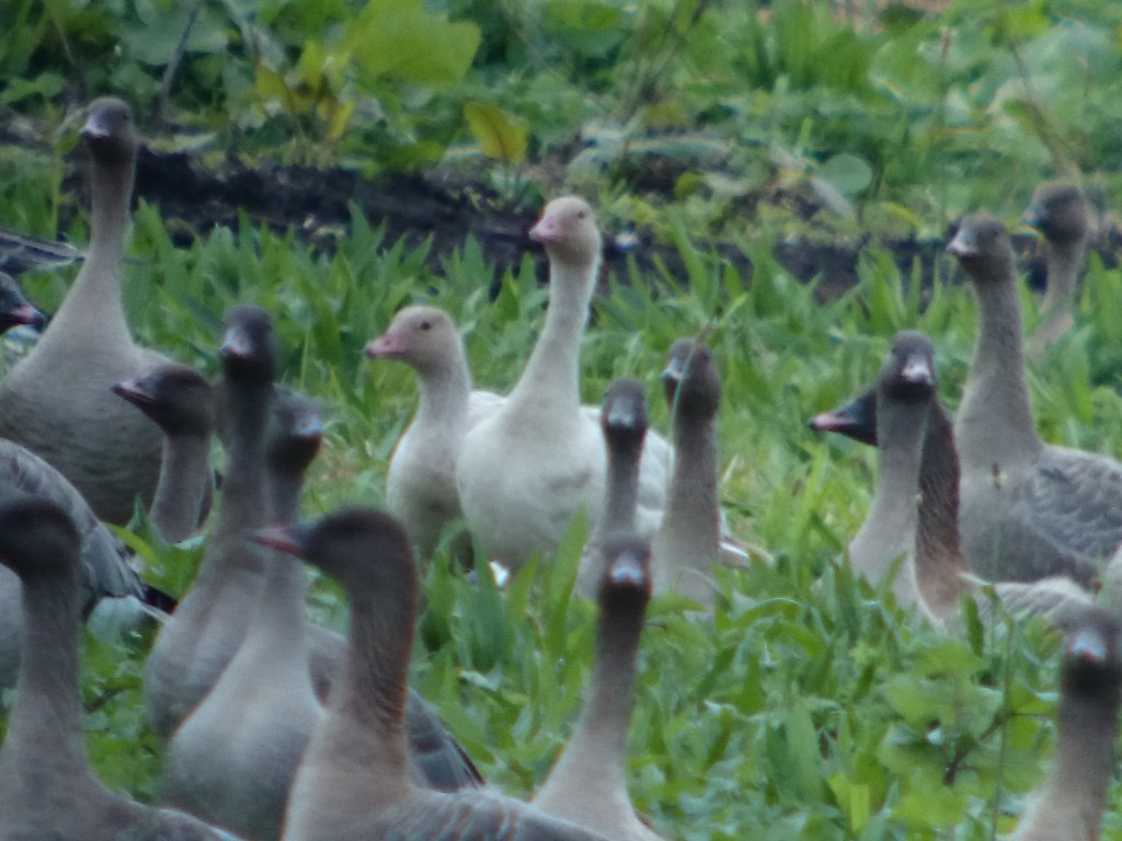 leucistic juvs