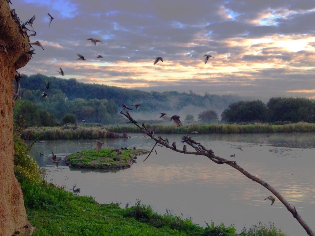 Sand martins swarm at the hide on Sunday morning.