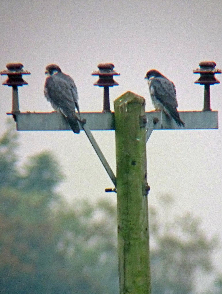 peregrine