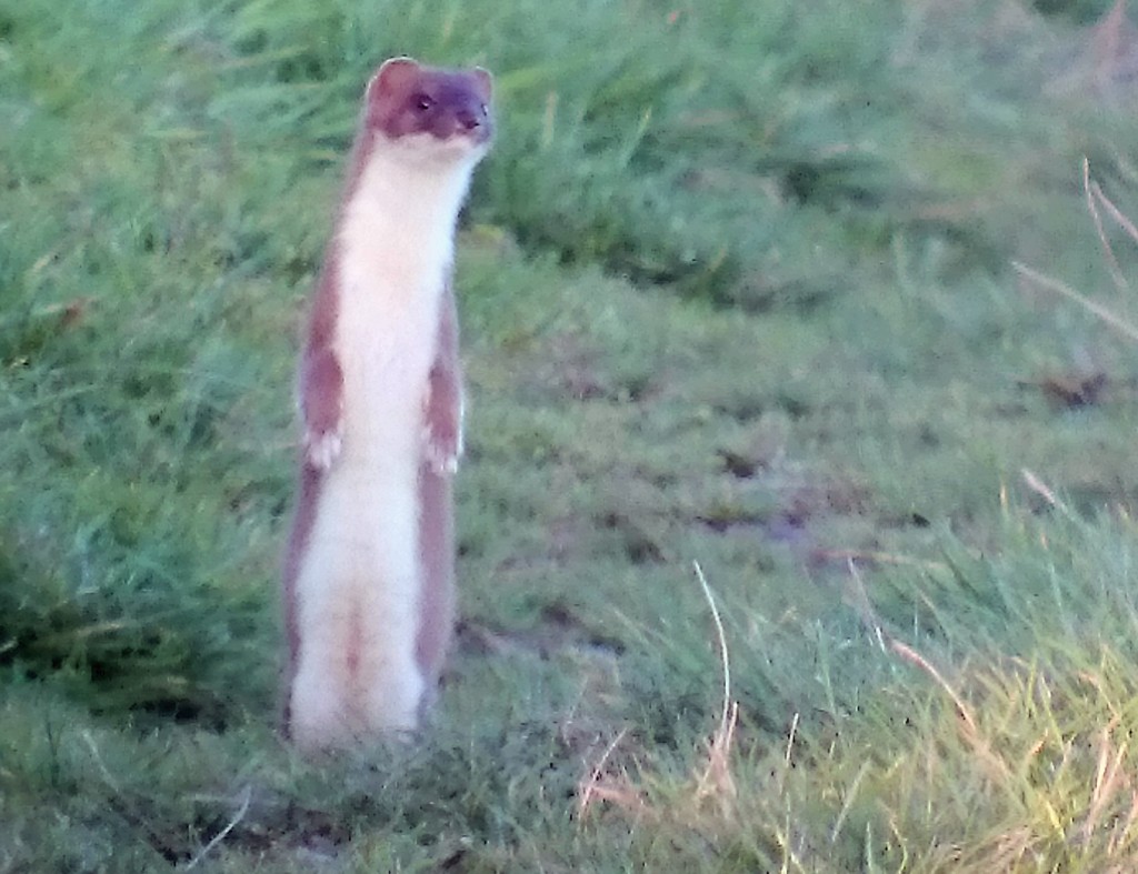 stoat