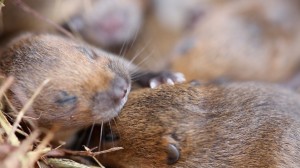 Baby voles by Sam stafford