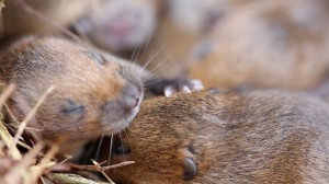 Baby voles by Sam stafford