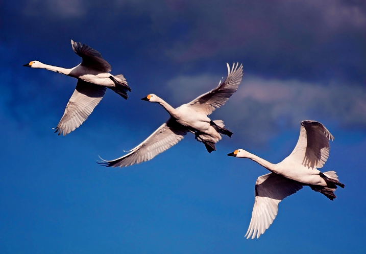 1. Bewick Swans in flight taken at WWT Slimbridge (c) Dominic Heard