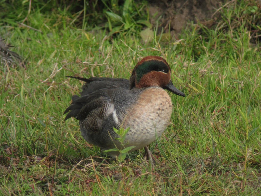 Green-winged Teal Photo by Senior Warden Mike Youdale © Copyright 2014