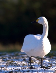 3. Bewick's swan (c) Richard Taylor-Jones WWT