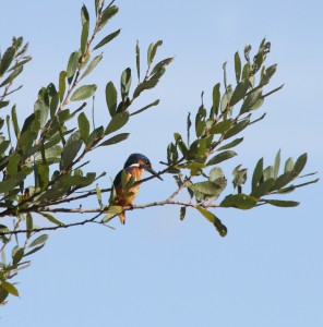 Kingfisher perching near the Ramsar hide.