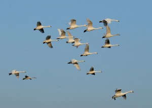 Bewick's swans by James Lees