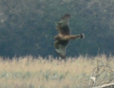 Probable 1st winter Northern Harrier (M. Humphrey)