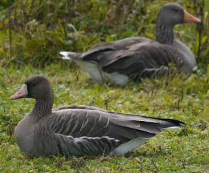 European White-fronted Goose and Greylag, WWT Slimbridge, MJMcGill