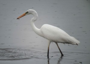 GWE+2+141014