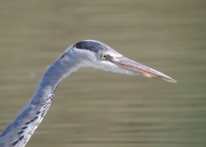 Grey Heron