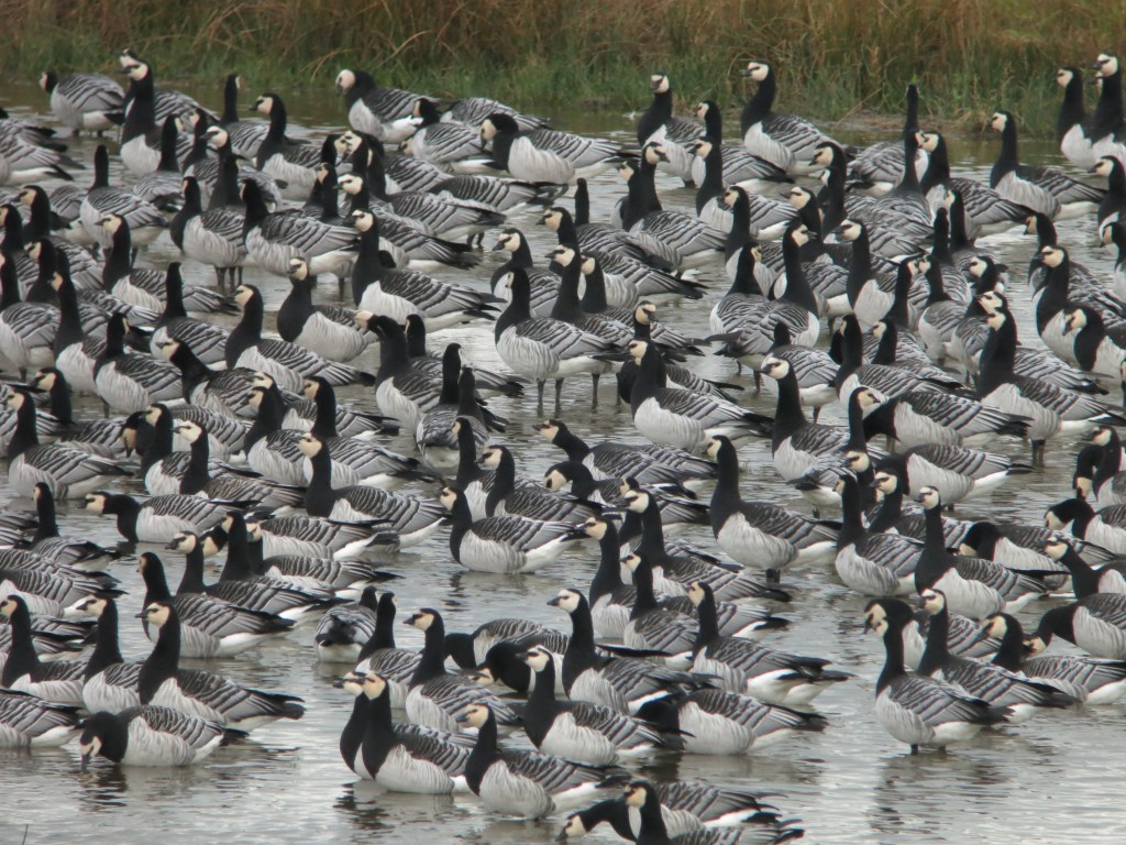 Barnacle Geese Photo by Warden Joe Bilous © Copyright 2014