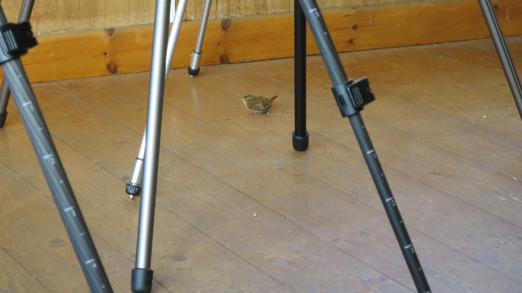 Wren recovering after hitting window under tripods (T. Disley)