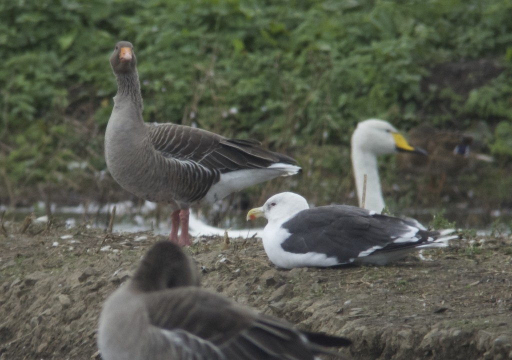 Great Black Backed Gull (T. Disley)