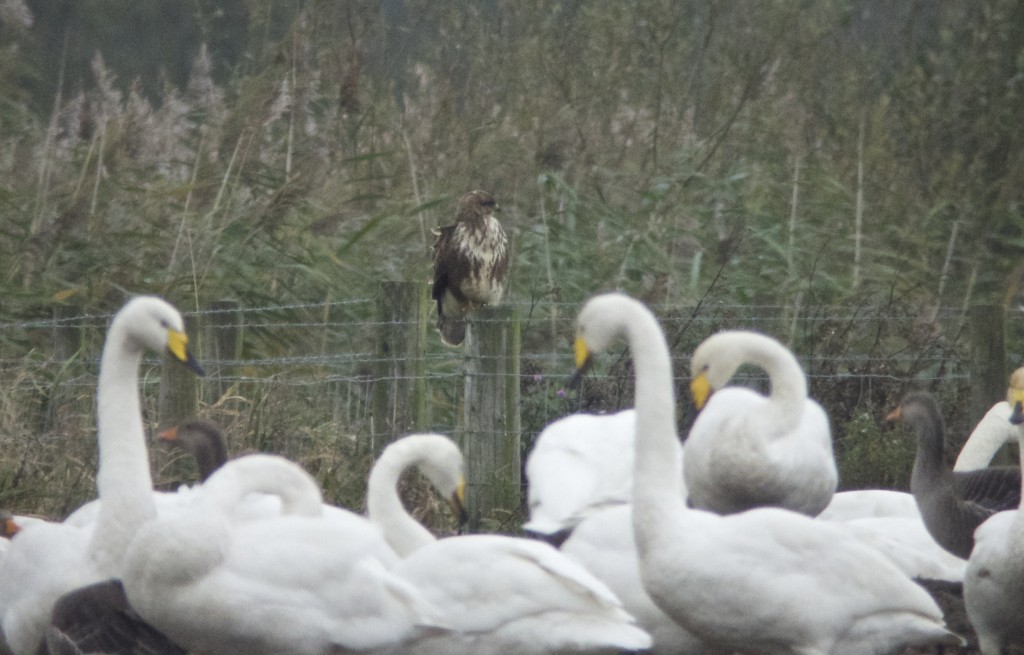 Whooper Swans and Common Buzzard (T. Disley)