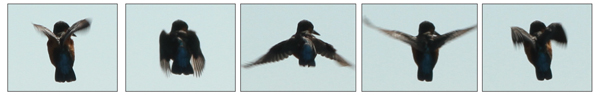 Silhouetted kingfisher hovers in the air over the waters near the Ramsar hide  Photographs by Ian Thompson