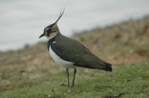 Lapwing by James Lees WWT
