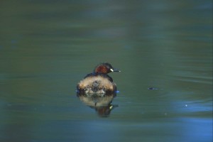 Little grebe by David Featherbe