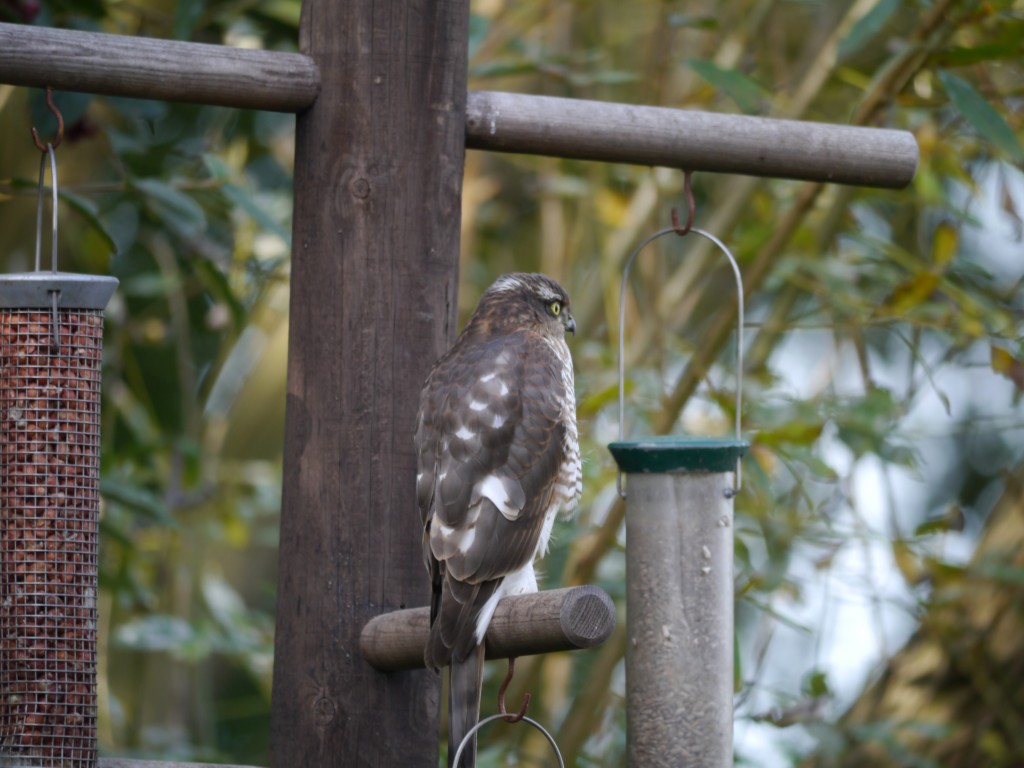 A young male Sparrowhawk on the feeding station at Janet Kear Hide (Derek Belton)
