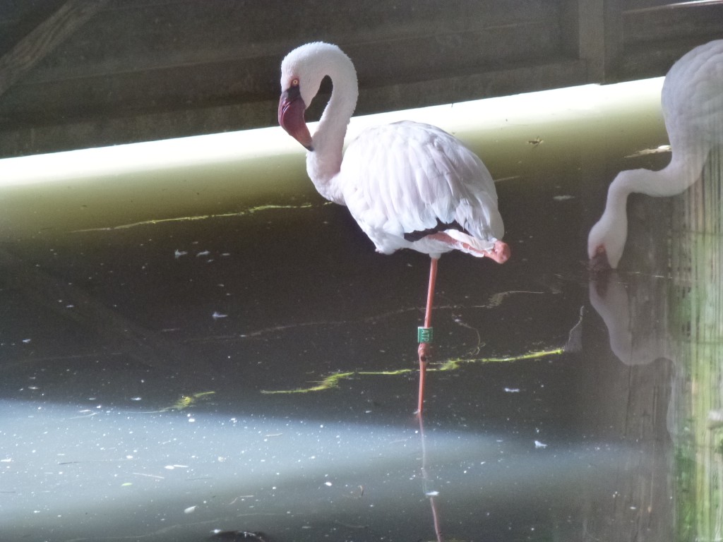 Inside for the first few days after their arrival, five new lesser flamingos settle in to their new home at WWT Slimbridge.