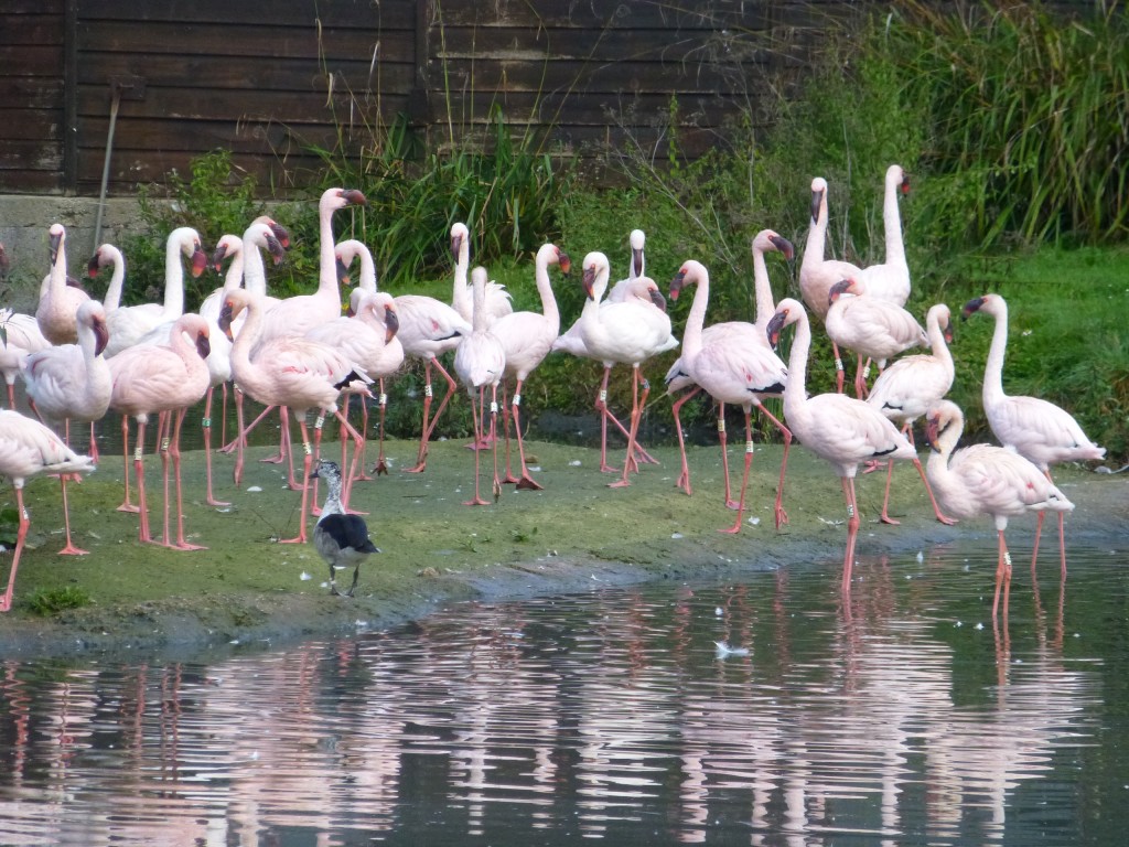 Lesser flamingo flock SL