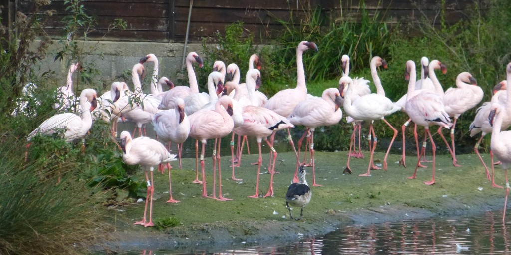 Spot the new birds? They have brightly coloured Darvic (plastic leg rings) when compared to the original members of the flock.