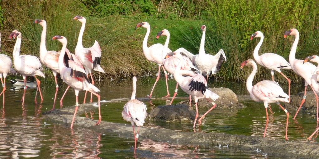 Who does what in the flamingo flock? Even though it's turning into winter, the lesser flamingos still get a bit of an urge to do their famous dance. Hopefully the new arrivals will get involved in this courtship display too.