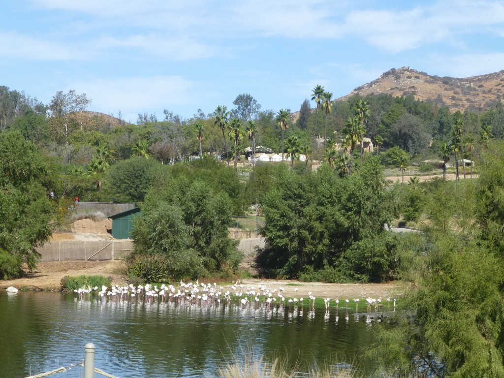 Big hey? The greater flamingo flock at the San Diego Zoo Safari Park. The keepers there were very interested in WWT Slimbridge's greater flamingo enclosure because of the comparison in size and number of birds. 