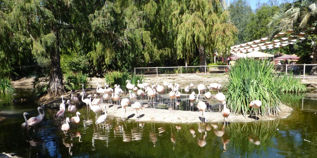Chilean flamingo flock at the San Diego Zoo. Housed with coscoroba swans and a range of ducks, in a similar manner to the collections at WWT.