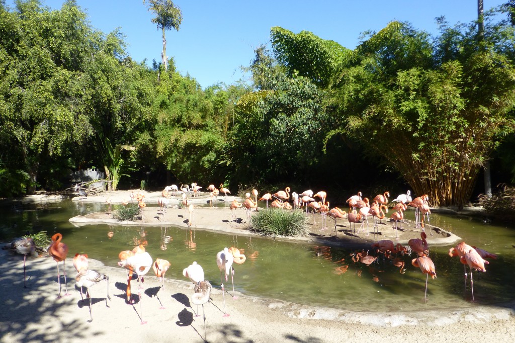 The meeters and greeters at the San Diego Zoo. Caribbean flamingos prominently displayed right in the entrance area. Did they get that from Slimbridge I wonder? ;-) 