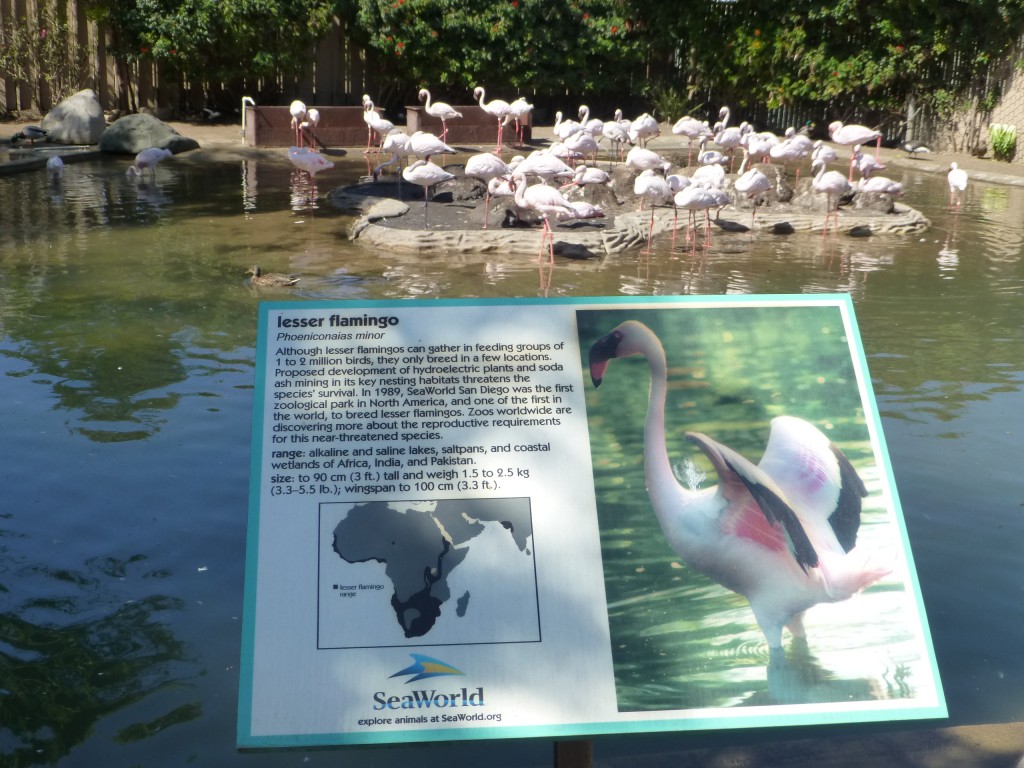 Lesser flamingos in the sunshine in San Diego. The 3rd International Flamingo Symposium was hosted by SeaWorld San Diego in October of this year.