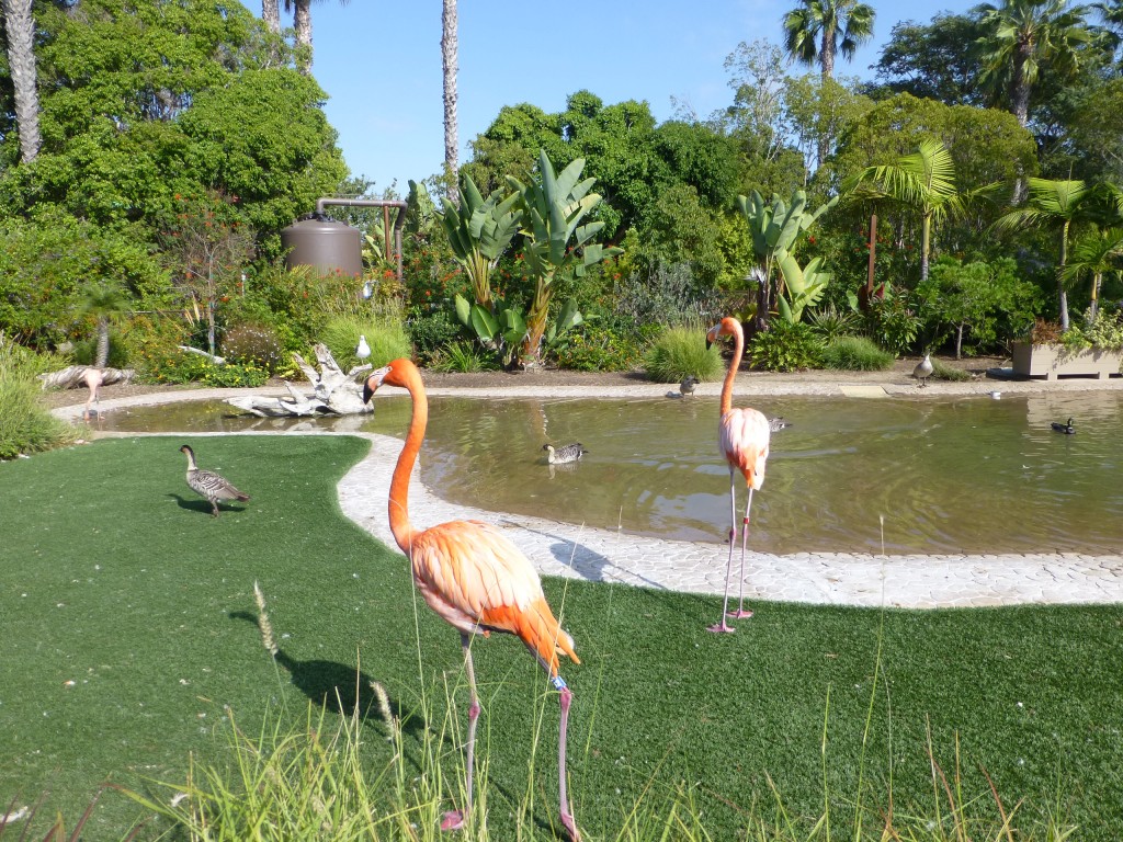 One for the avics... two WWT favourites together. The ambassador flamingos at SeaWorld (those birds used for training and not in the breeding colony) share their space with nenes.