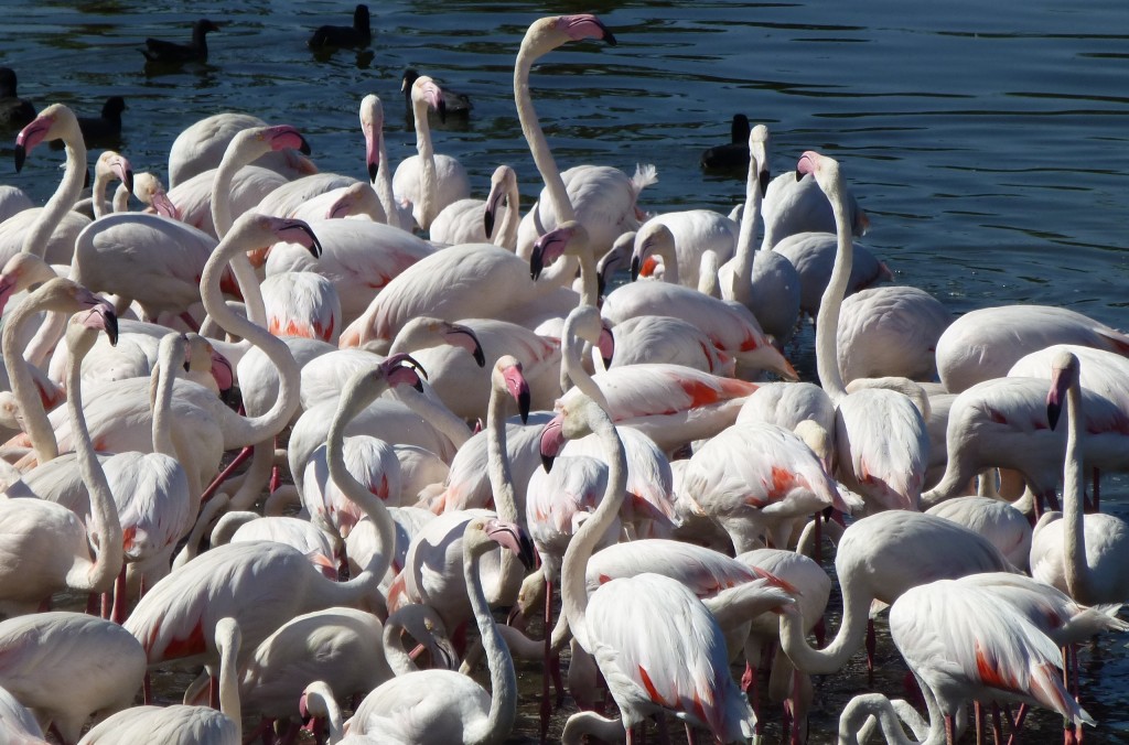 Part of the huge greater flamingo flock at the San Diego Zoo Safari Park. See next photo for the sheer scale of the exhibit...