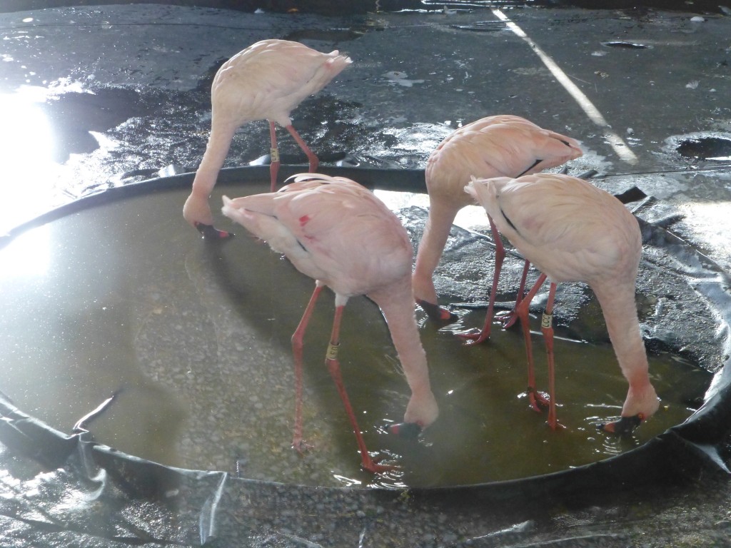 New feeding bowl for the lesser flamingos at WWT Slimbridge allows the birds to feed naturally even when the weather means they need to be kept in their house.