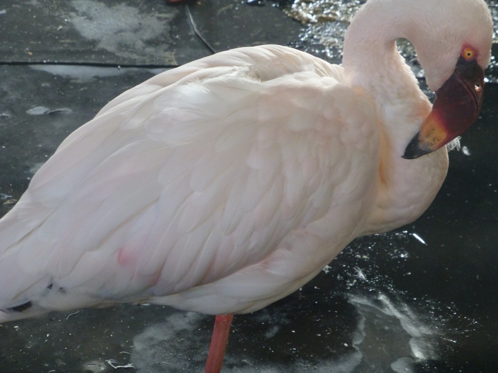 new lesser flamingo