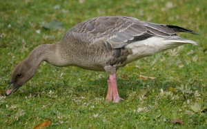 Pink-footed Goose, juvenile, WWT Slimbridge, MJMcGill
