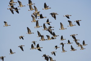 Pink-footed Geese