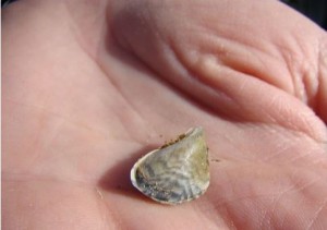 Quagga mussel (c) Utah Division of Wildlife Resources